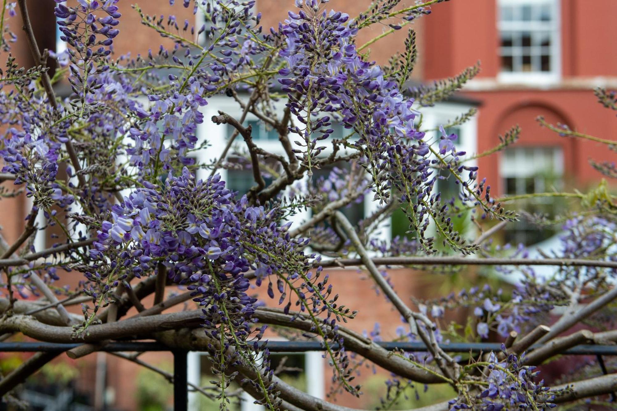 シュルーズベリー Darwin'S Townhouse Bed & Breakfast エクステリア 写真 Wisteria sinensis